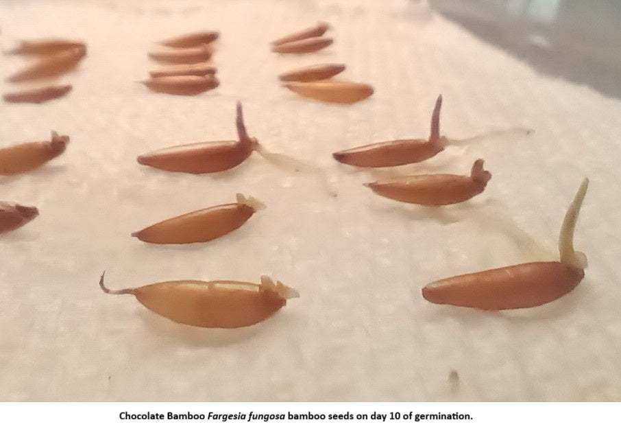 Chocolate Bamboo seeds germinating on day 10