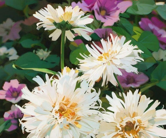 Chrysanthemum Seeds - White Chrysanthemum leucanthemum Shasta Crazy Daisy - The Bamboo Seed