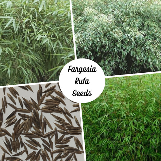 Non invasive bamboo seeds - Fargesia rufa seeds - cold hardy bamboo seeds
