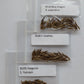 3 Varieties Cold Hardy Bamboo Seeds Sampler