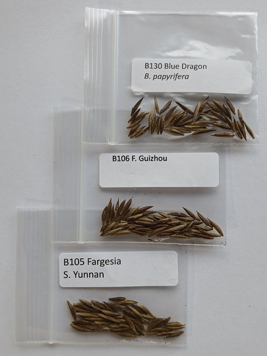 3 Varieties Cold Hardy Bamboo Seeds Sampler