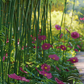 Cosmos Seeds - Dazzler - The Bamboo Seed