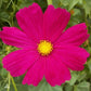 Cosmos Seeds - Dazzler - The Bamboo Seed