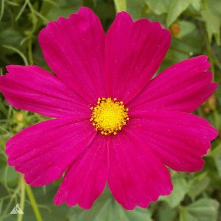 Cosmos Seeds - Dazzler - The Bamboo Seed