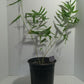 Growing Dendrocalamus membranaceus bamboo plant from seed