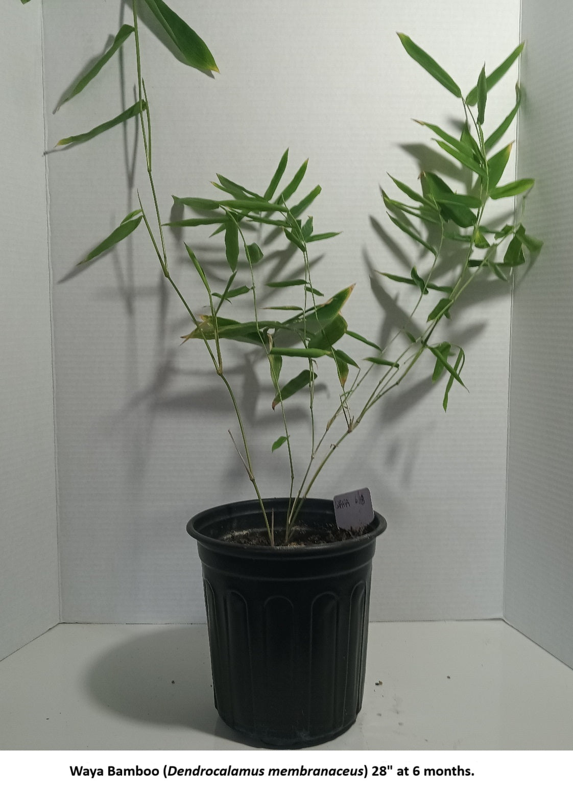 Growing Dendrocalamus membranaceus bamboo plant from seed