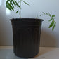 Black Bamboo Seeds - Black Asper Bamboo Seeds