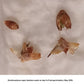 Dendrocalamus asper bamboo seeds germination