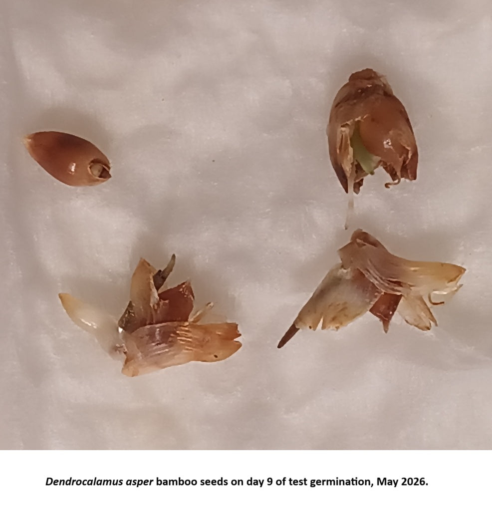 Dendrocalamus asper bamboo seeds germination