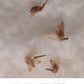 Germinating Asper bamboo seeds