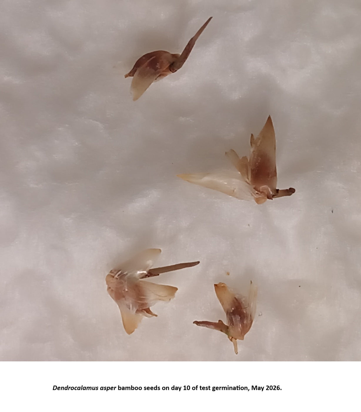 Germinating Asper bamboo seeds