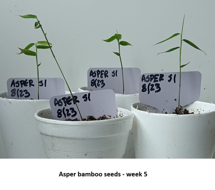 Black Bamboo Seeds - Black Asper Bamboo Seeds