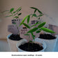 Black Bamboo Seeds - Black Asper Bamboo Seeds