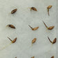 Giant Bamboo Seeds - Calcutta Bamboo Seeds