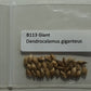 Giant Bamboo Seeds - Dendrocalamus giganteus