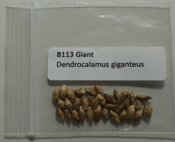 Giant Bamboo Seeds - Dendrocalamus giganteus