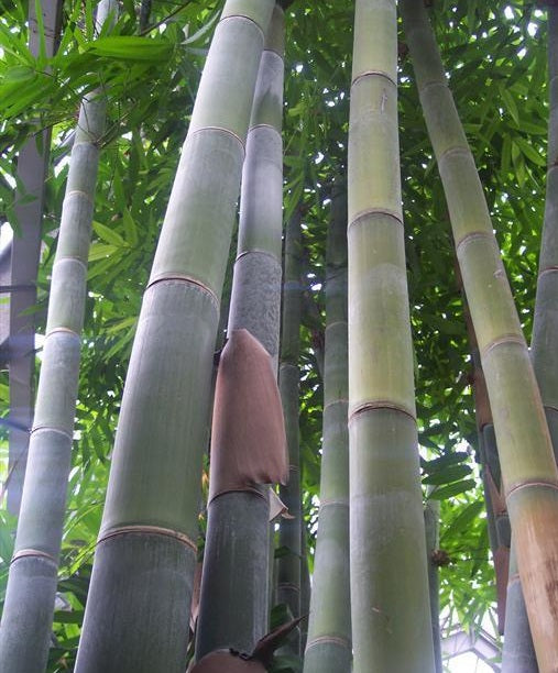 Giant Bamboo Seeds