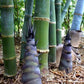 giant bamboo seeds dendrocalamus giganteus bamboo seeds online