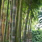 Buy Dendrocalamus giganteus bamboo seeds to create a magnificent bamboo garden