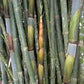 Sweet Bamboo dendrocalamus latiflorus bamboo seeds