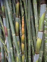 Sweet Bamboo dendrocalamus latiflorus bamboo seeds