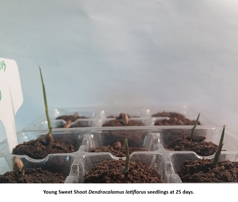 Sweet Shoot Bamboo Seeds