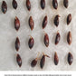Sweet Shoot Bamboo Seeds