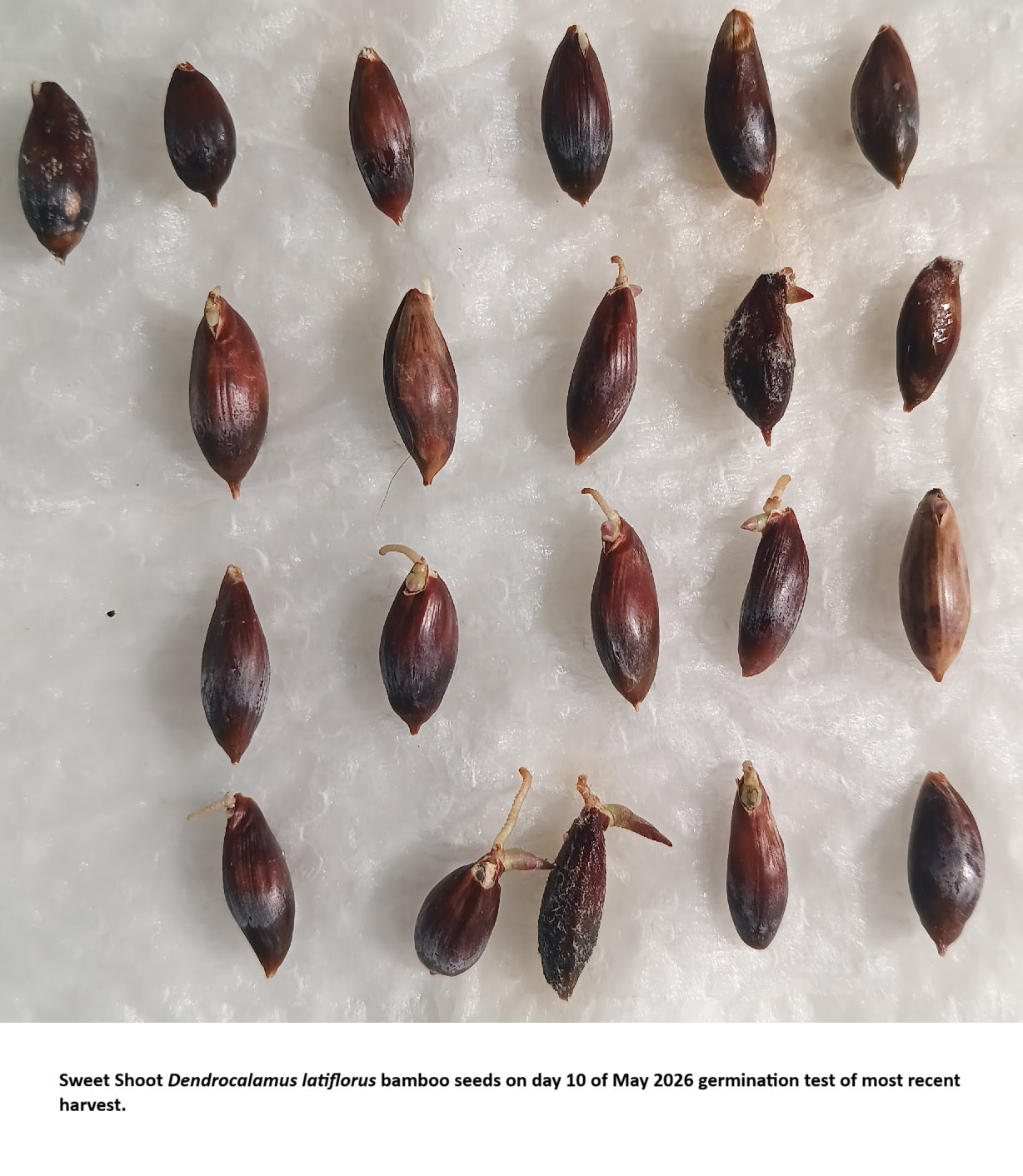 Sweet Shoot Bamboo Seeds