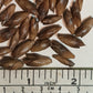 Sweet Shoot Bamboo Seeds