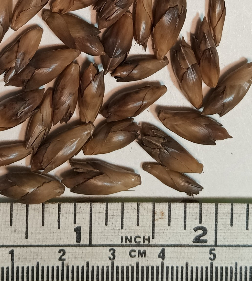 Sweet Shoot Bamboo Seeds