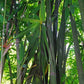 Long Sheath clumping bamboo plants