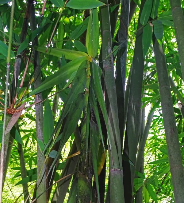 Long Sheath clumping bamboo plants
