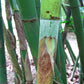Long Sheath Bamboo Seeds
