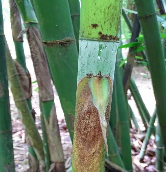 Long Sheath Bamboo Seeds