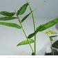 Long Sheath bamboo plants at 8 weeks