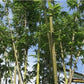 Long sheath bamboo culms and foliage
