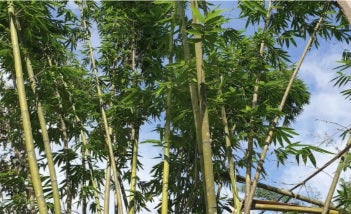 Long sheath bamboo culms and foliage
