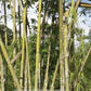Long Sheath Bamboo plants for sale