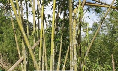 Long Sheath Bamboo plants for sale