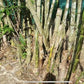 Image of long sheath bamboo clumping