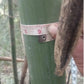 Dendrocalamus longispathus long sheath bamboo culm circumference