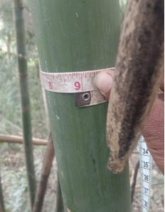 Dendrocalamus longispathus long sheath bamboo culm circumference