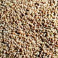 Long Sheath dendrocalamus longispathus bamboo seeds for sale