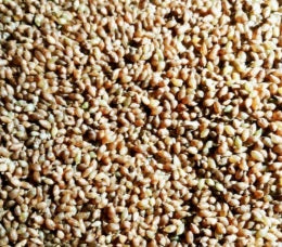 Long Sheath dendrocalamus longispathus bamboo seeds for sale
