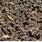 Germinating Dendrocalamus membranaceus bamboo seeds