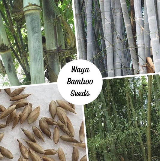 Waya Bamboo seeds