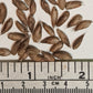 Giant Bamboo Seeds - Dendrocalamus membranaceus 'Grandis' bamboo seeds