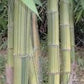 Giant Bamboo Seeds - Dendrocalamus membranaceus 'Grandis' bamboo seeds - The Bamboo Seed