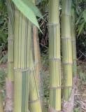 Dendrocalamus membranaceus 'Grandis' giant bamboo seeds for sale