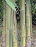 Giant Bamboo Seeds - Dendrocalamus membranaceus 'Grandis' bamboo seeds - The Bamboo Seed